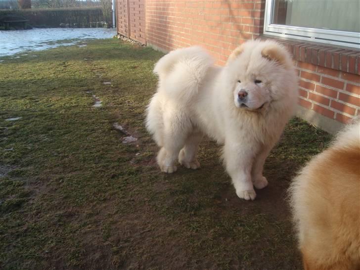 Chow chow Rossy Robinson - Min smukke dreng- 8 mdr. billede 5