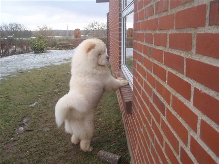 Chow chow Rossy Robinson - 2 Tæver i løbetid, og jeg må ikke komme ind billede 6