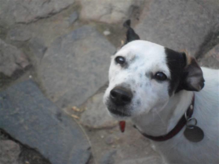 Dansk svensk gaardhund Pølse - SMukke vuffe ! billede 8