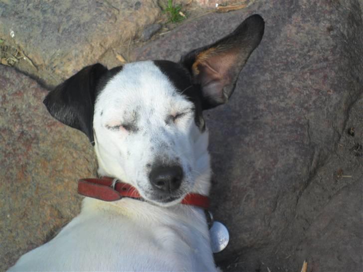 Dansk svensk gaardhund Pølse - Solen i øjnene billede 9