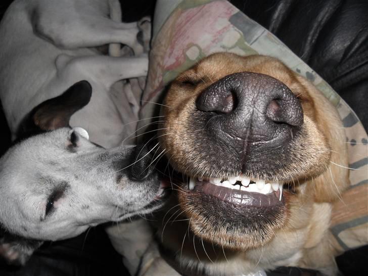 Dansk svensk gaardhund Pølse - HAHAHA! Elsker det her billede! billede 10