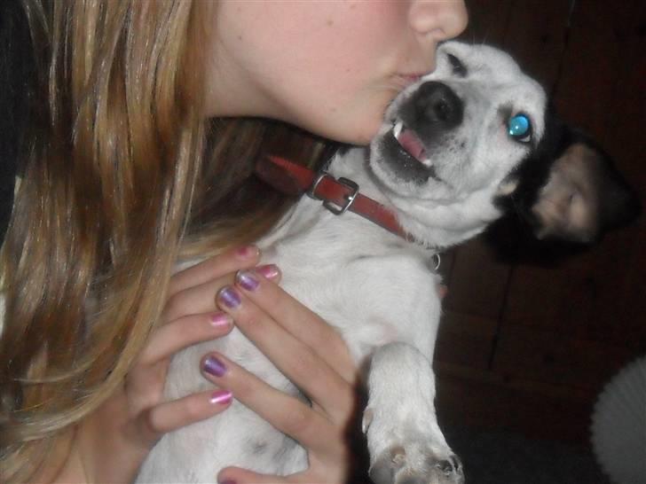 Dansk svensk gaardhund Pølse - KYS! billede 11