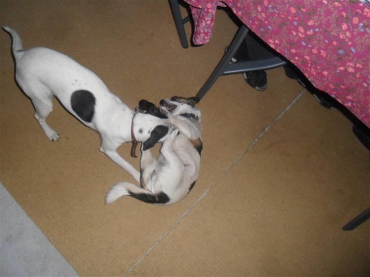 Dansk svensk gaardhund Pølse - Pølle og Honey der leger  billede 12