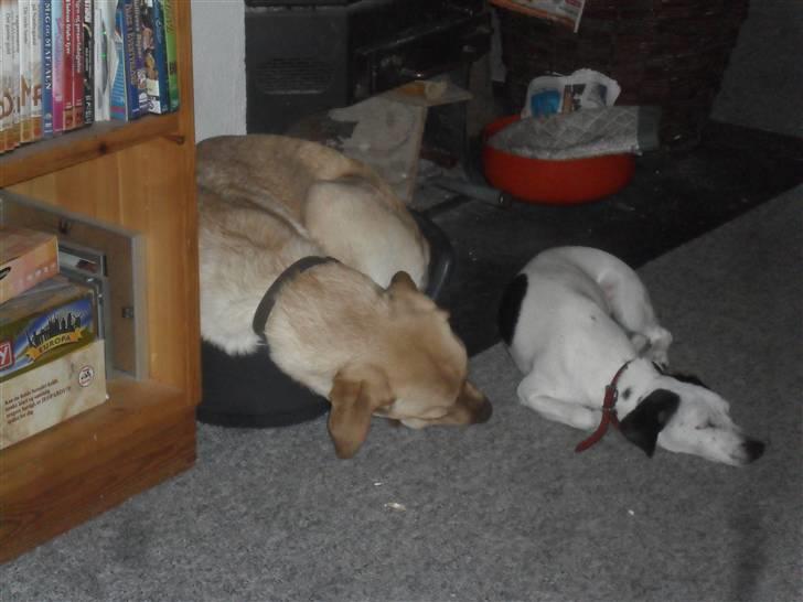 Dansk svensk gaardhund Pølse - Ej Charli! det her er ikke fair! ;S  billede 13