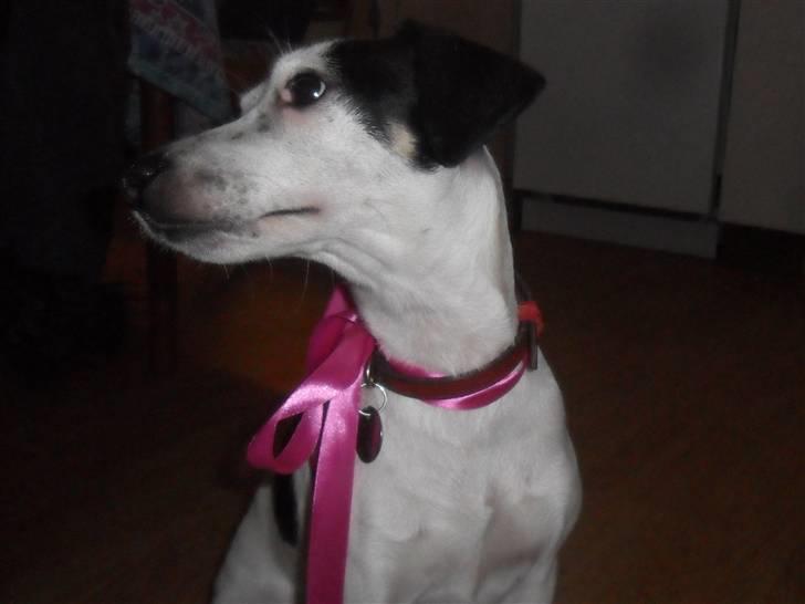 Dansk svensk gaardhund Pølse - Med fin sløjfe på :D billede 14