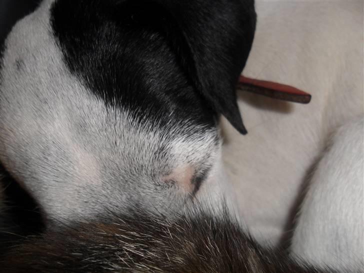 Dansk svensk gaardhund Pølse - Tak fordi i kikkede forbi! Vuf her fra :) billede 15