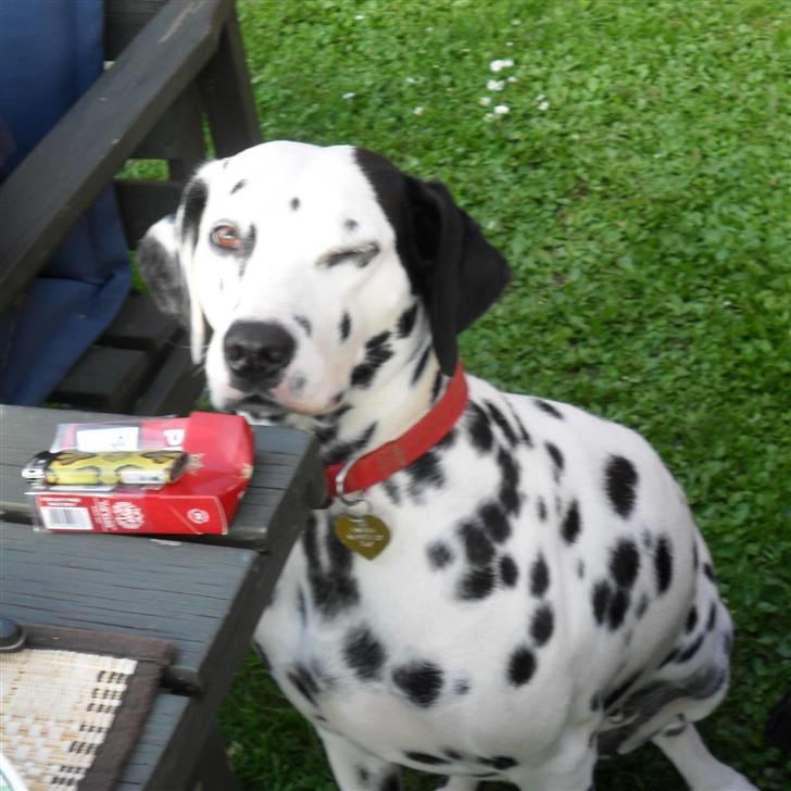 Dalmatiner Luka billede 8