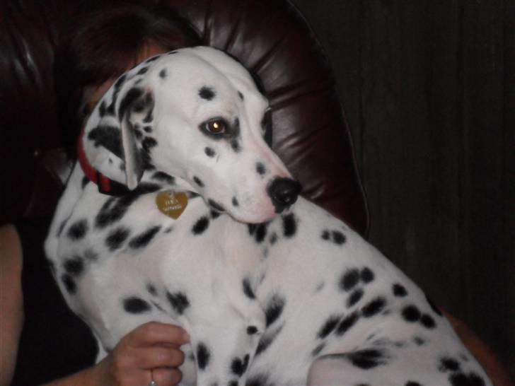 Dalmatiner Luka billede 9