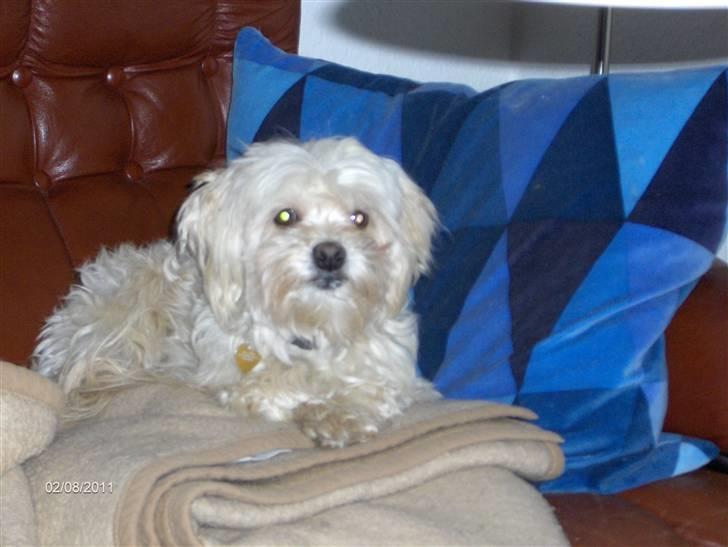 Løwchen Pjevs billede 3