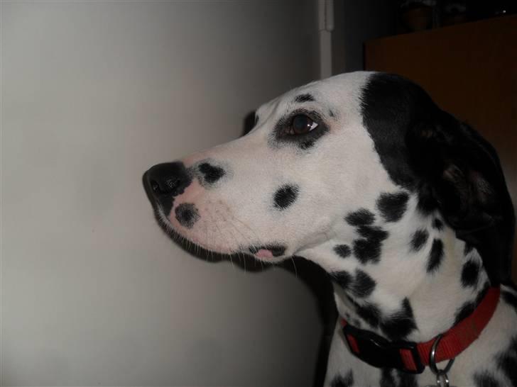Dalmatiner Luka billede 10