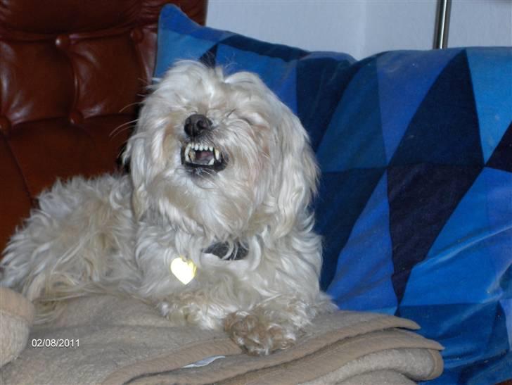 Løwchen Pjevs billede 4