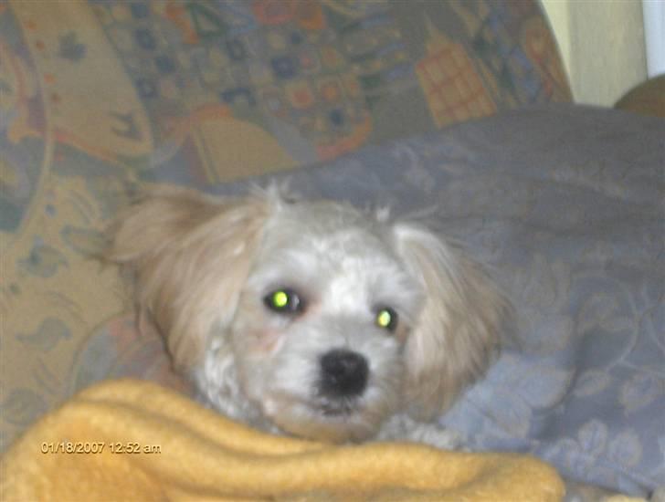 Løwchen Pjevs billede 5