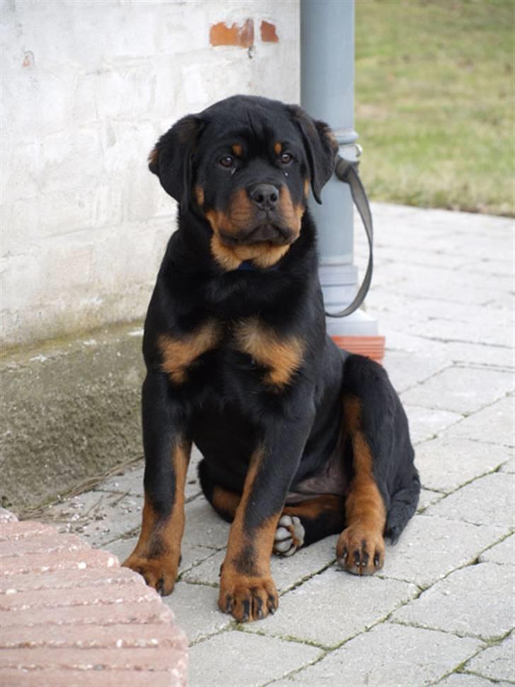 Rottweiler Dosi billede 1