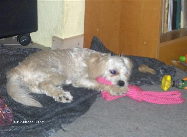 Løwchen Pjevs billede 6