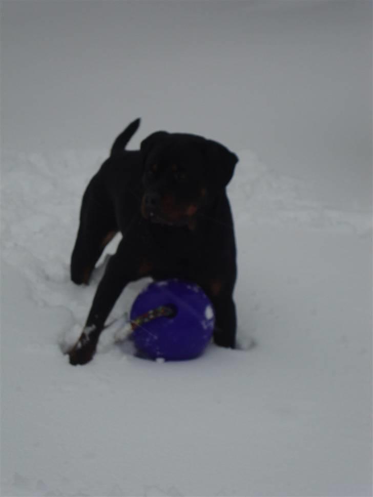 Rottweiler Dosi billede 2