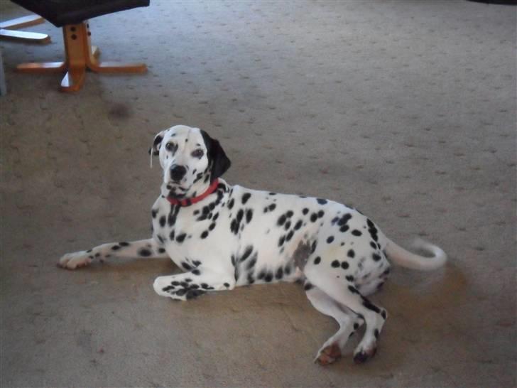 Dalmatiner Luka billede 11
