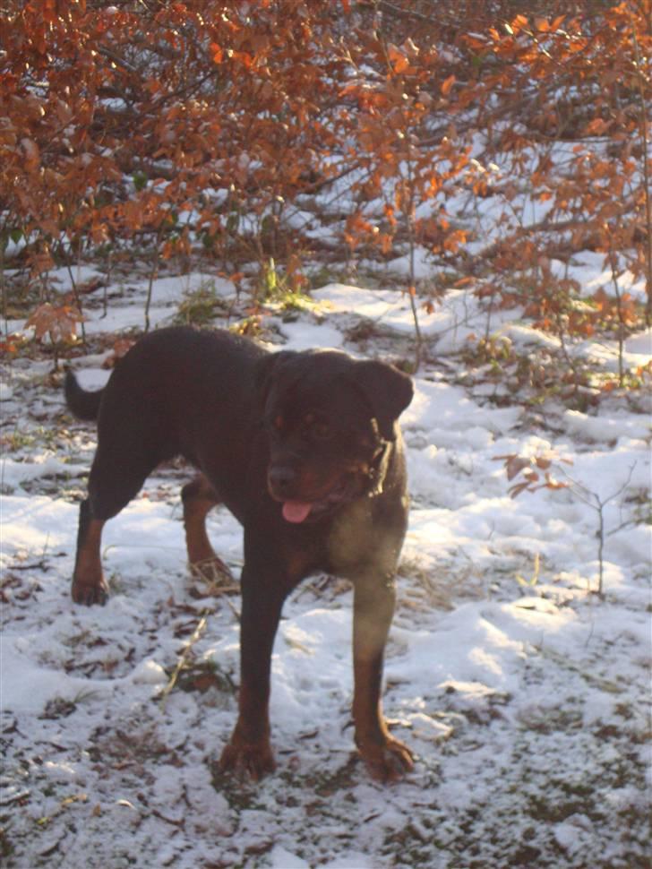 Rottweiler Dosi billede 3