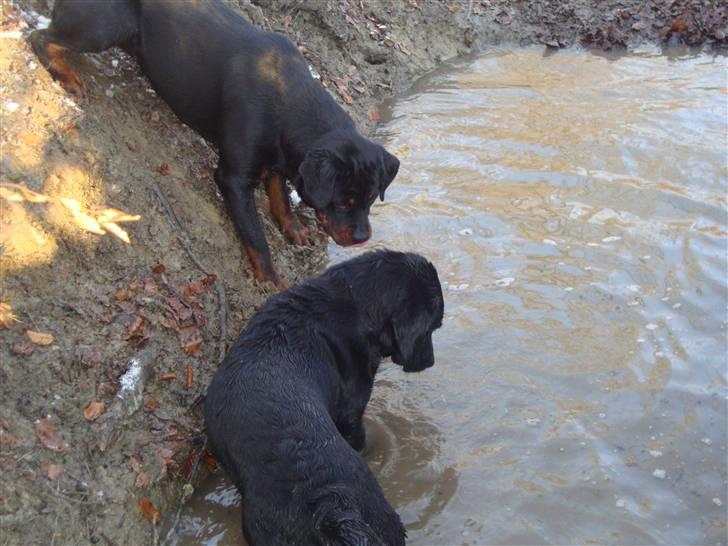 Rottweiler Dosi billede 4