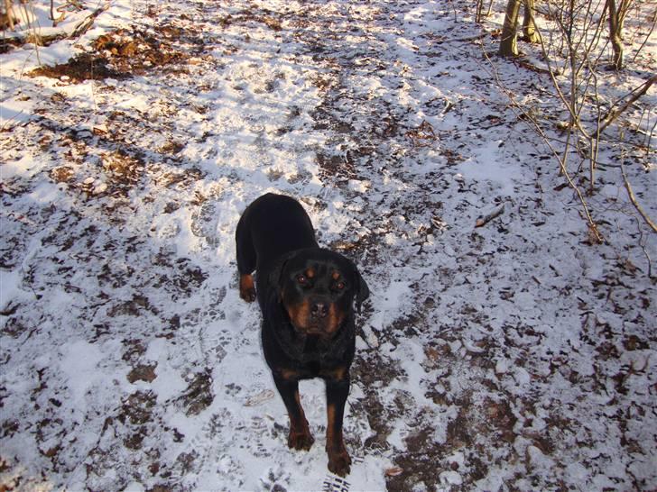 Rottweiler Dosi billede 5