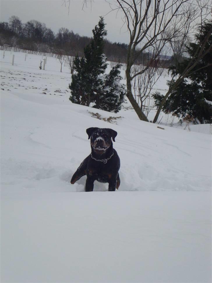 Rottweiler Dosi billede 6