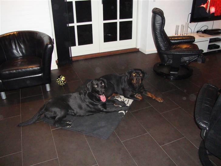 Rottweiler Dosi billede 7