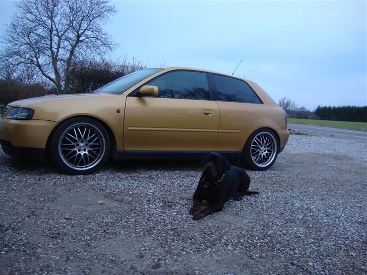 Rottweiler Dosi billede 8