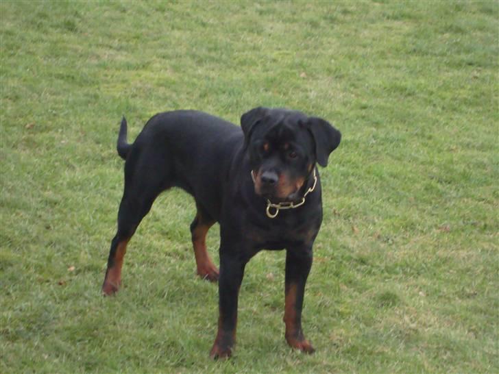 Rottweiler Dosi billede 9