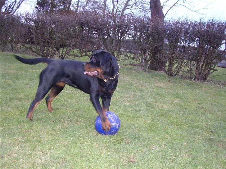 Rottweiler Dosi billede 10