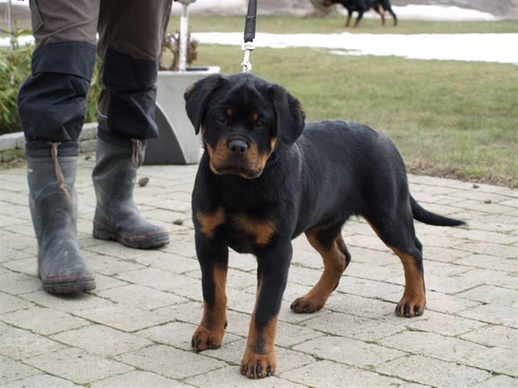 Rottweiler Dosi billede 11