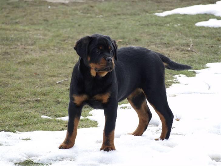 Rottweiler Dosi billede 12