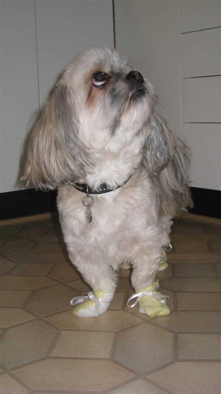 Lhasa apso '~'Emmi'~' 4 år billede 7