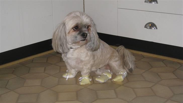 Lhasa apso '~'Emmi'~' 4 år - Her har Louise lavet mokkasiner til mig. Er jeg ikke bare fin?:O) billede 8