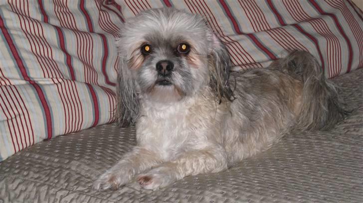 Lhasa apso '~'Emmi'~' 4 år billede 9