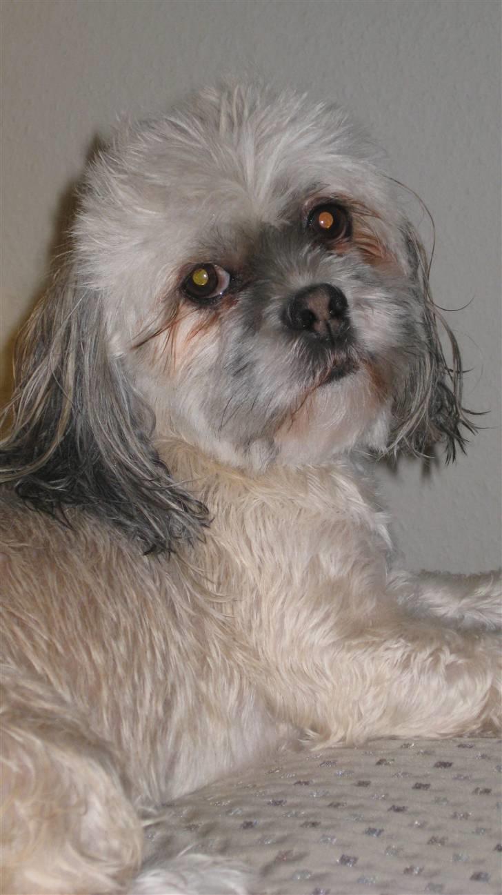 Lhasa apso '~'Emmi'~' 4 år - Her har jeg lige været i bad, og hygger mig bare rigtig meget:O)) billede 10