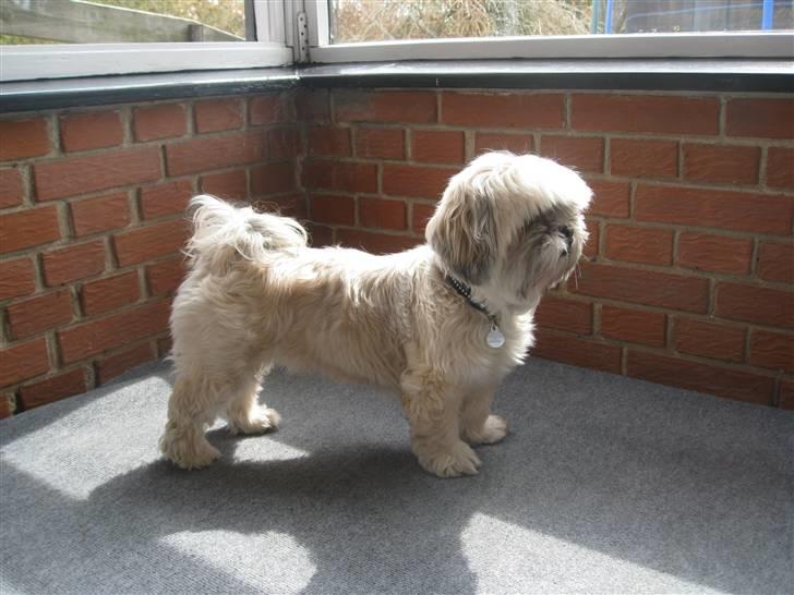 Lhasa apso '~'Emmi'~' 4 år - Står i udestuen og holder vagt. Vuf vuf:O) billede 11