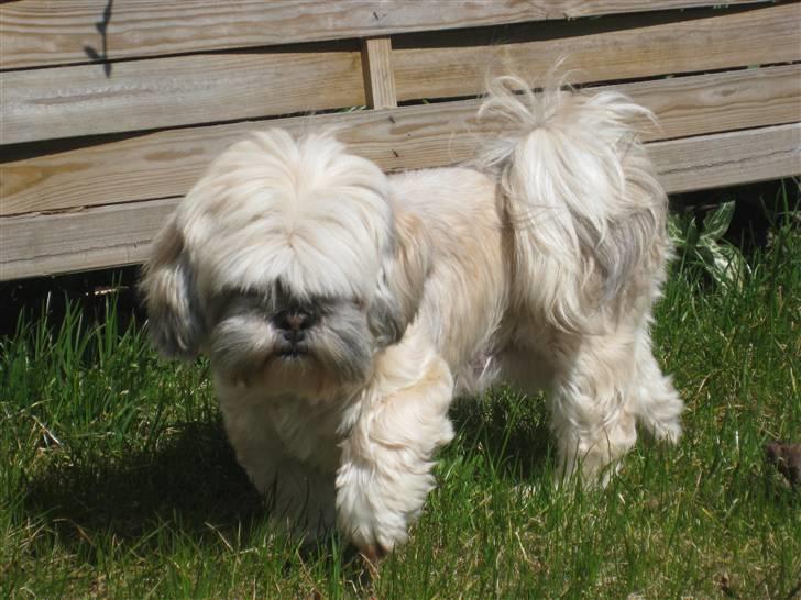 Lhasa apso '~'Emmi'~' 4 år - Ude og gå i det dejlige sommer græs ude i haven:O) billede 12