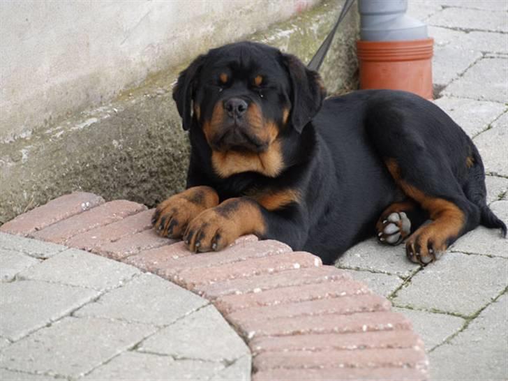 Rottweiler Dosi billede 13