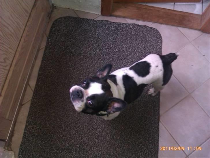 Fransk bulldog Zeus billede 1