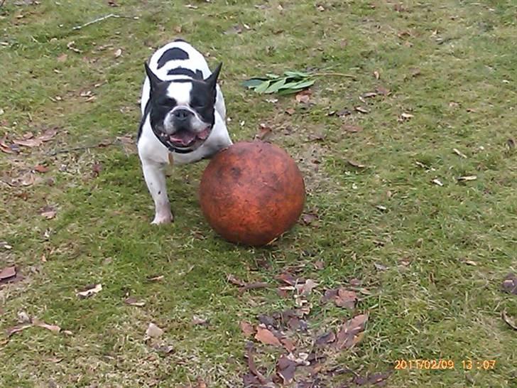 Fransk bulldog Zeus - Zeus ELSKER at lege med store bolde, især en basketball. Desværre bider han ret hurtig hul på dem..:( billede 2