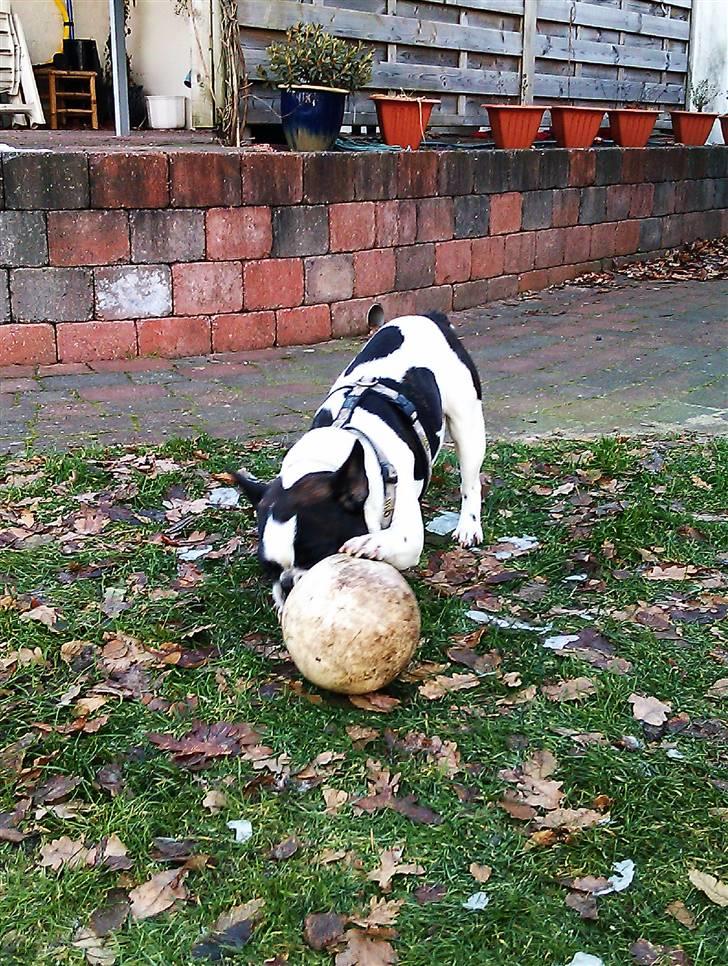 Fransk bulldog Zeus billede 4