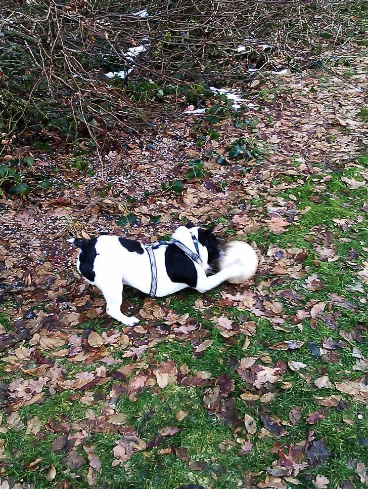 Fransk bulldog Zeus billede 5