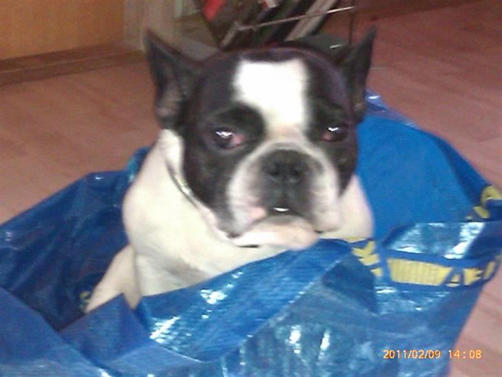 Fransk bulldog Zeus - Zeus i en Ikea pose :D han lægger sig på alt hvis det ligger på gulvet hehe :D billede 6