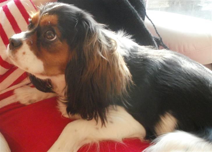 Cavalier king charles spaniel Tilde billede 17