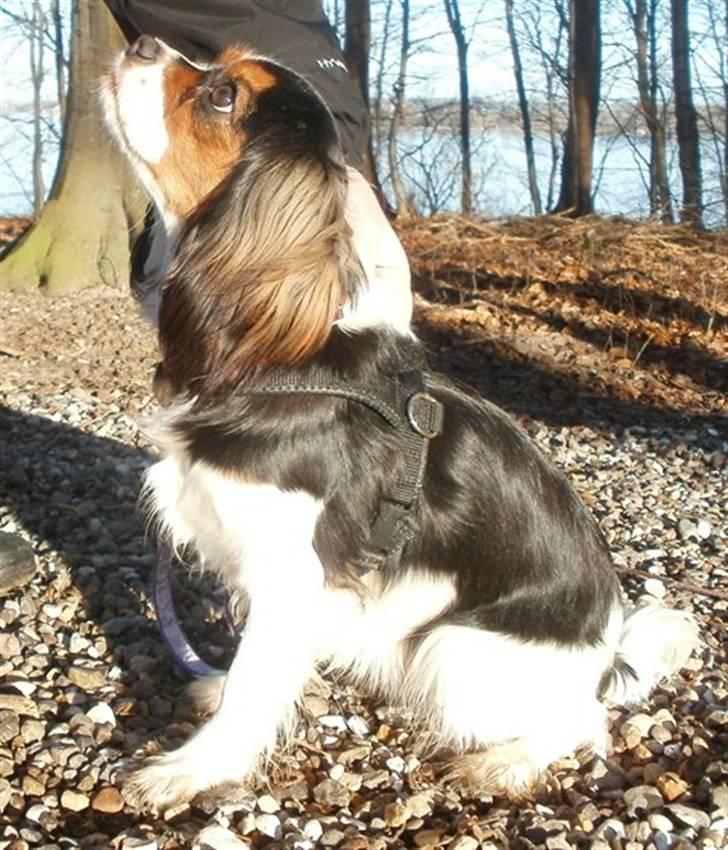 Cavalier king charles spaniel Tilde billede 18