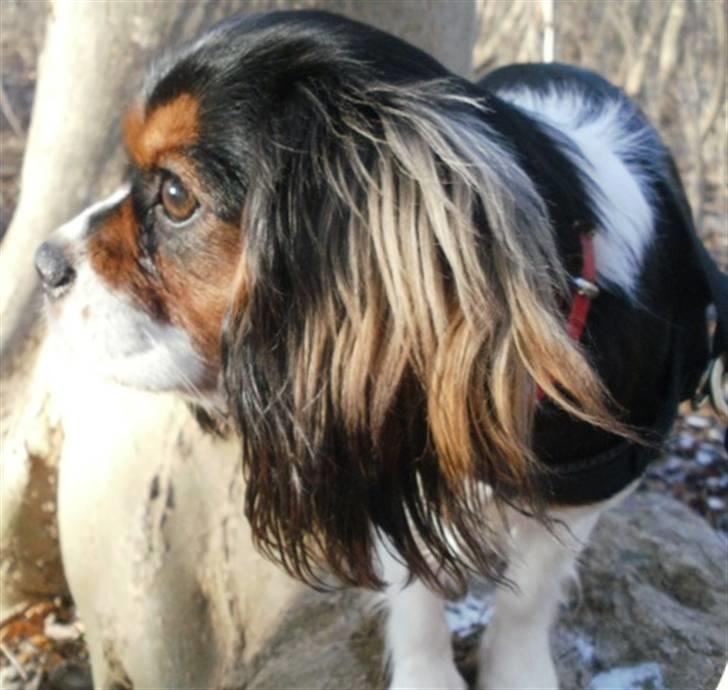 Cavalier king charles spaniel Tilde billede 19