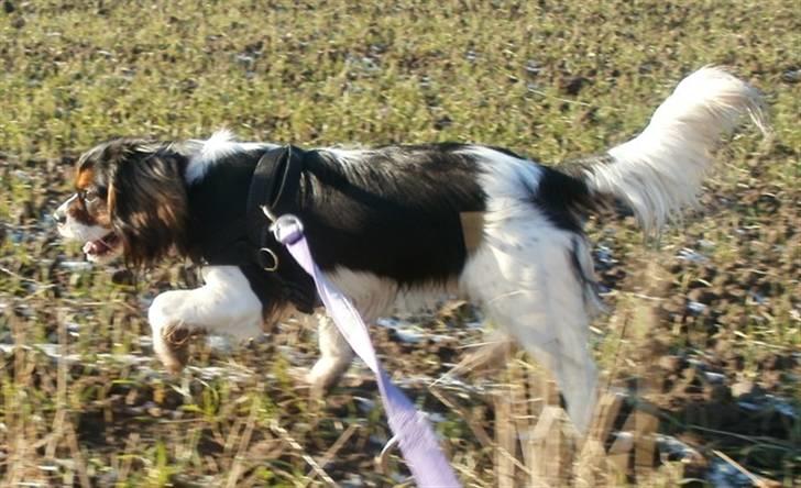 Cavalier king charles spaniel Tilde billede 20