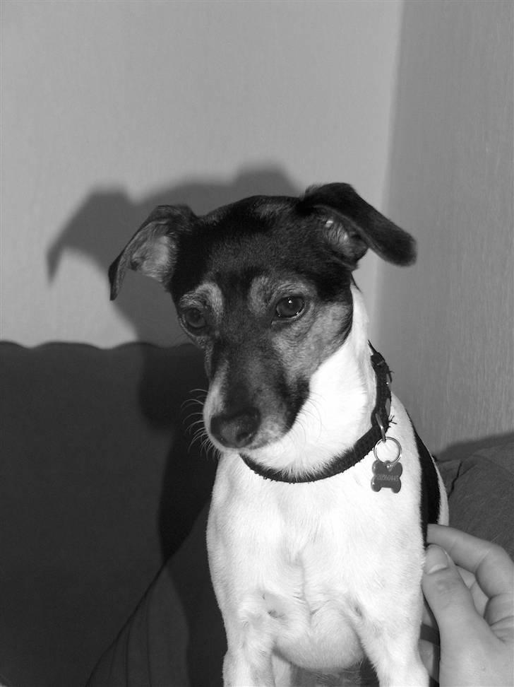 Dansk svensk gaardhund Pusle billede 9