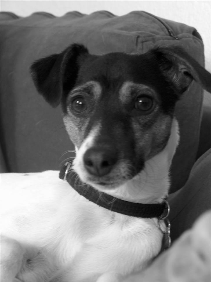 Dansk svensk gaardhund Pusle billede 10