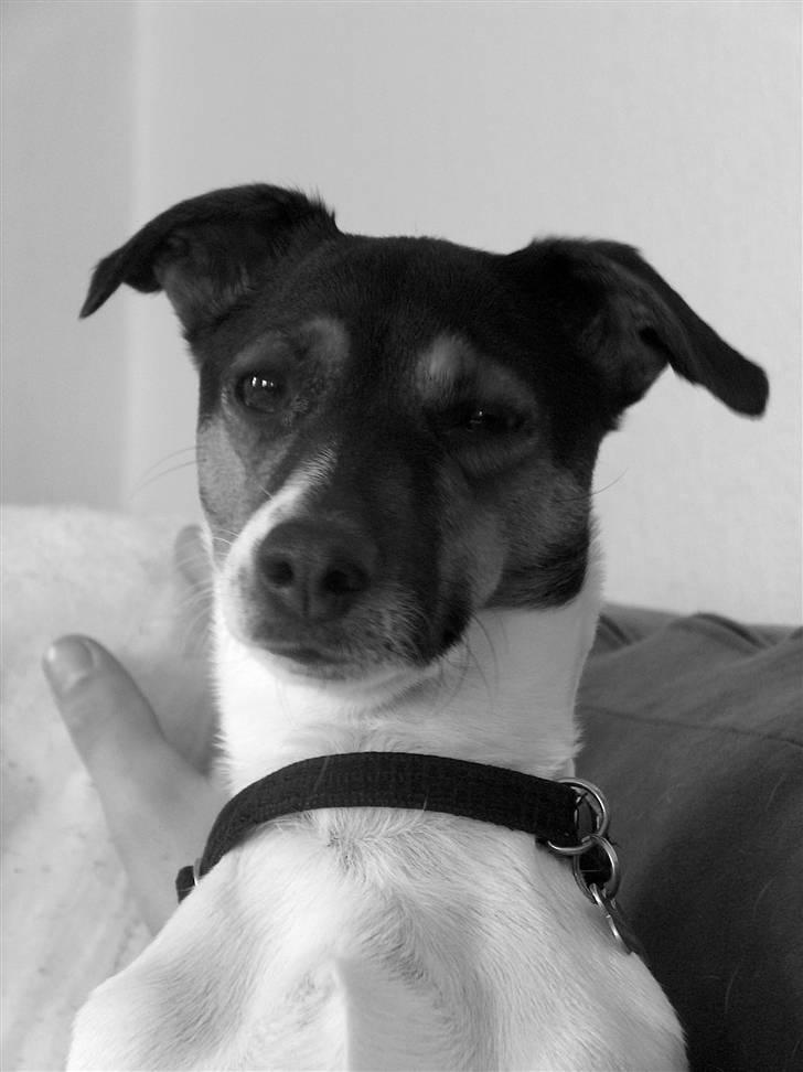 Dansk svensk gaardhund Pusle - Blink til fotograften..;-) billede 11