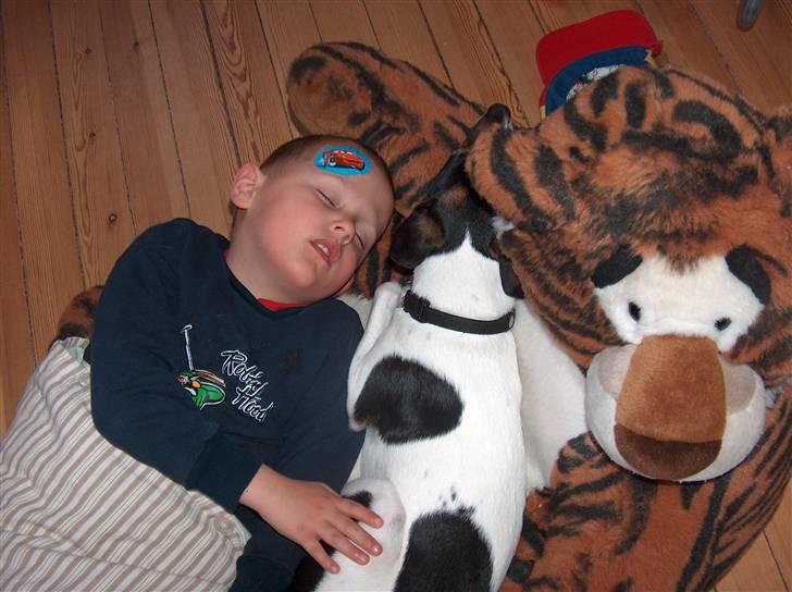 Dansk svensk gaardhund Pusle - En "morfar" sammen med Lukas billede 12